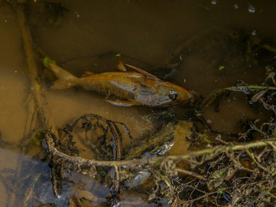 Mortandade de peixes no Rio Acre intriga moradores da capital. Foto: Val Fernandes / Assecom