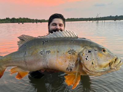 Tucunaré Pinima de 78cm de Thiago Fantini, apresentador de Pesca e Rancho, é RECORDE BRASILEIRO!